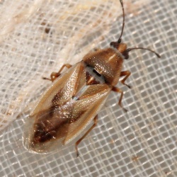 Cymus glandicolor